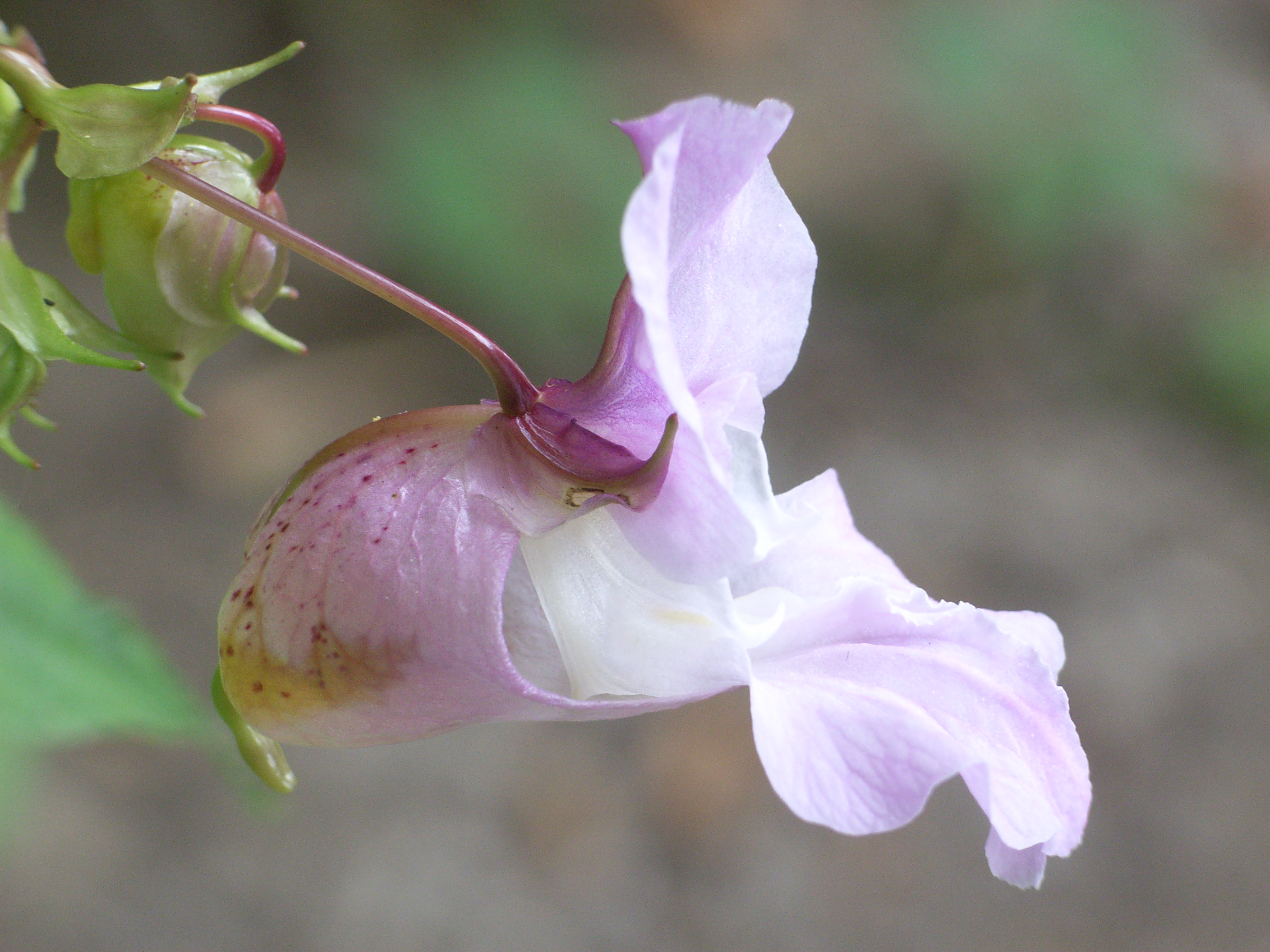 IMPATIENS – A FLOR DA PACIÊNCIA – FLOReSER